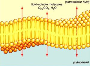 membrana-cellulare