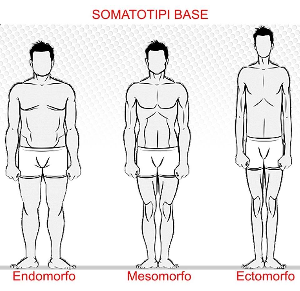 Фигура человека название. Эктоморф мезоморф и эндоморф. Типы людей эктоморф мезоморф эндоморф. Типы фигур эктоморф эндоморф мезоморф. Астеник (эктоморф).